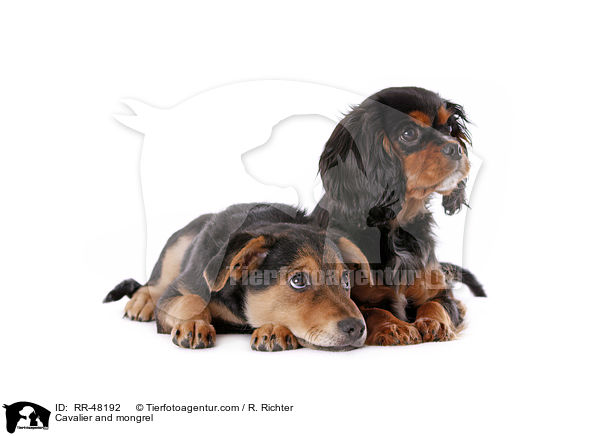 Cavalier and mongrel / RR-48192