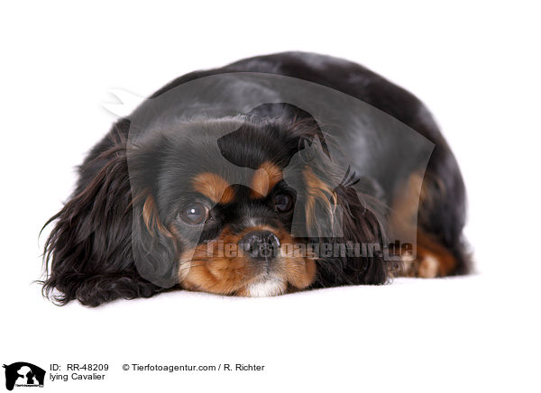 lying Cavalier / RR-48209
