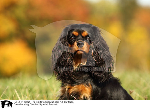 Cavalier King Charles Spaniel Portrait / JH-17372