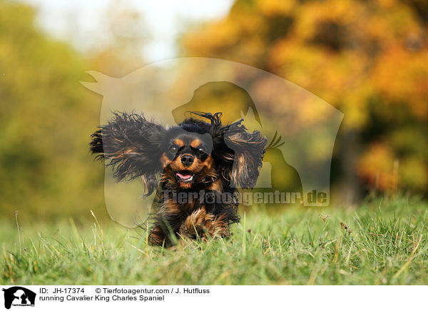 running Cavalier King Charles Spaniel / JH-17374