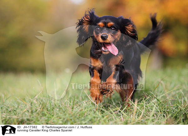 running Cavalier King Charles Spaniel / JH-17382