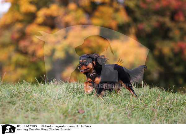 running Cavalier King Charles Spaniel / JH-17383