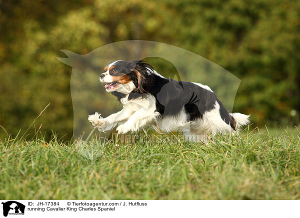 running Cavalier King Charles Spaniel / JH-17384