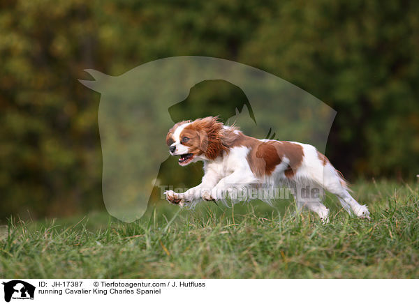 running Cavalier King Charles Spaniel / JH-17387