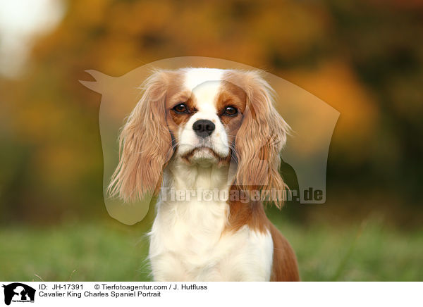 Cavalier King Charles Spaniel Portrait / JH-17391