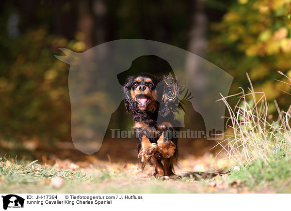 running Cavalier King Charles Spaniel / JH-17394