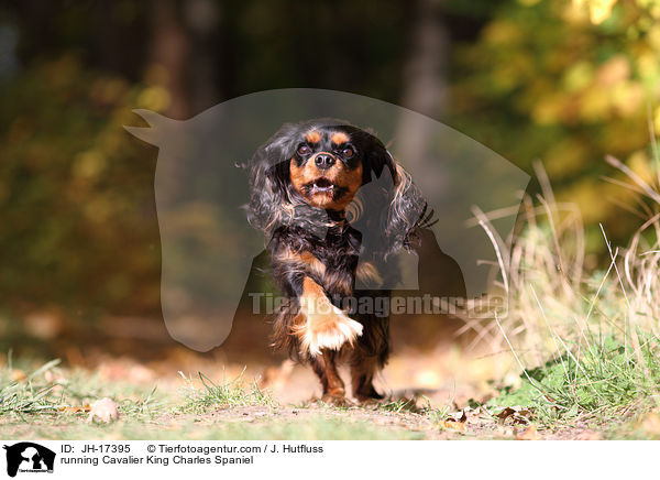 running Cavalier King Charles Spaniel / JH-17395