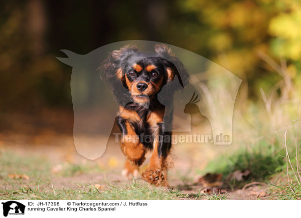 running Cavalier King Charles Spaniel / JH-17398