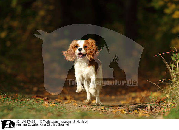 running Cavalier King Charles Spaniel / JH-17403