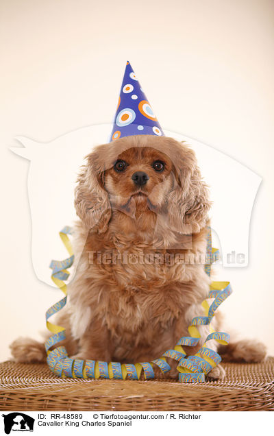 Cavalier King Charles Spaniel / Cavalier King Charles Spaniel / RR-48589