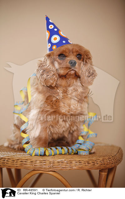 Cavalier King Charles Spaniel / Cavalier King Charles Spaniel / RR-48591