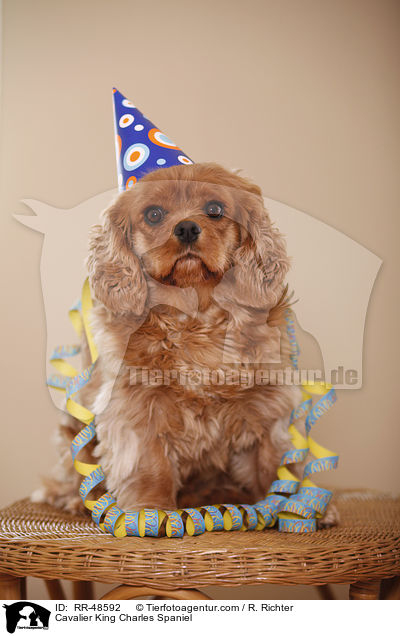 Cavalier King Charles Spaniel / RR-48592