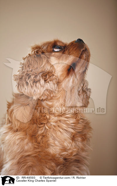Cavalier King Charles Spaniel / RR-48593