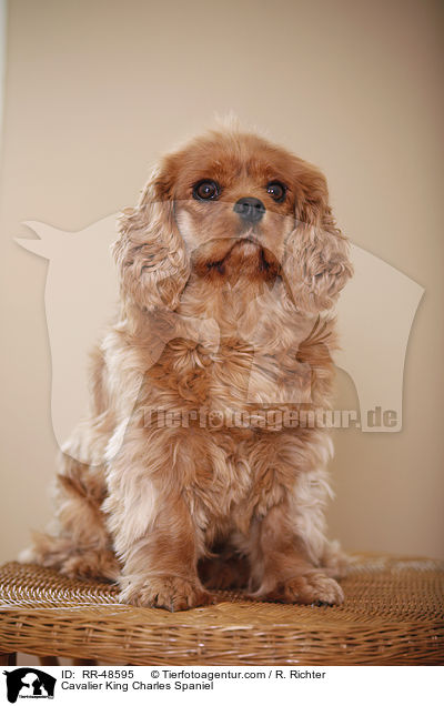 Cavalier King Charles Spaniel / RR-48595