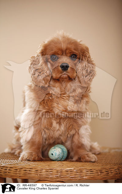 Cavalier King Charles Spaniel / RR-48597