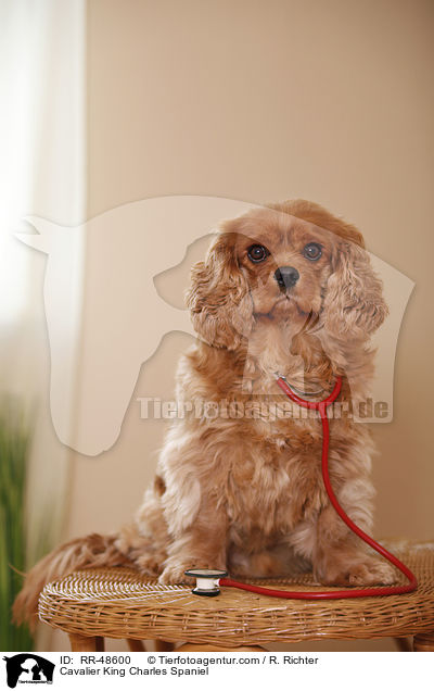 Cavalier King Charles Spaniel / Cavalier King Charles Spaniel / RR-48600
