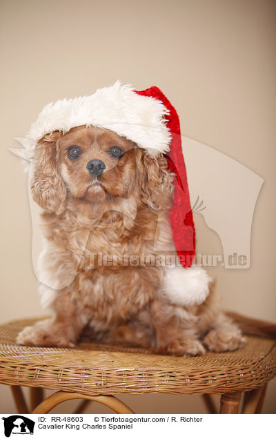 Cavalier King Charles Spaniel / Cavalier King Charles Spaniel / RR-48603