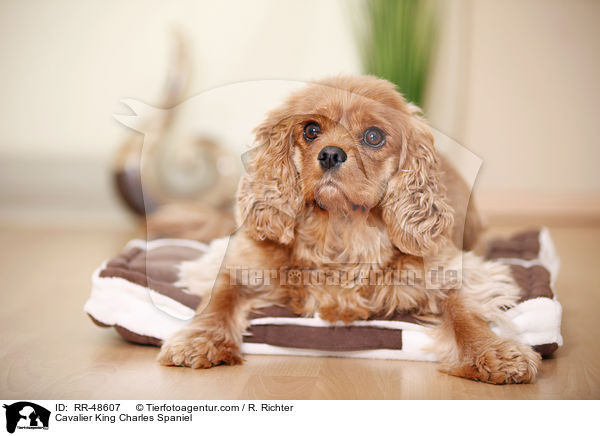 Cavalier King Charles Spaniel / RR-48607