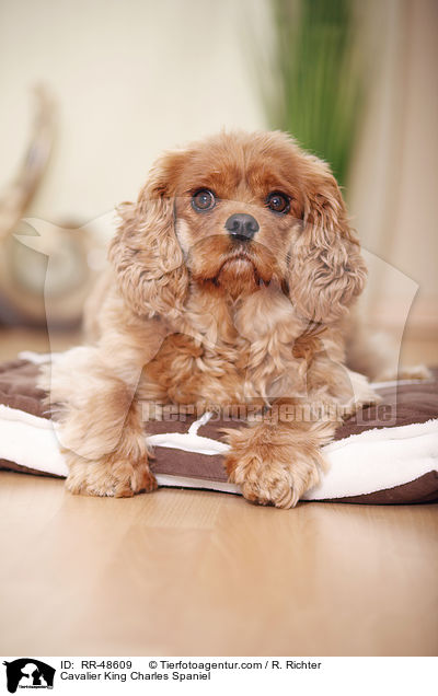 Cavalier King Charles Spaniel / RR-48609