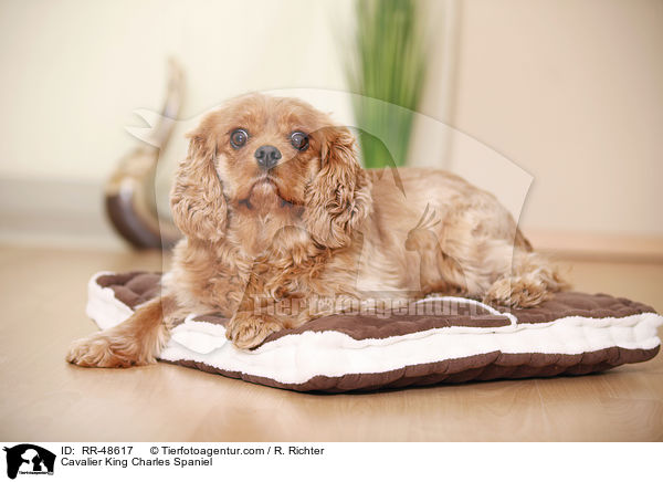 Cavalier King Charles Spaniel / RR-48617