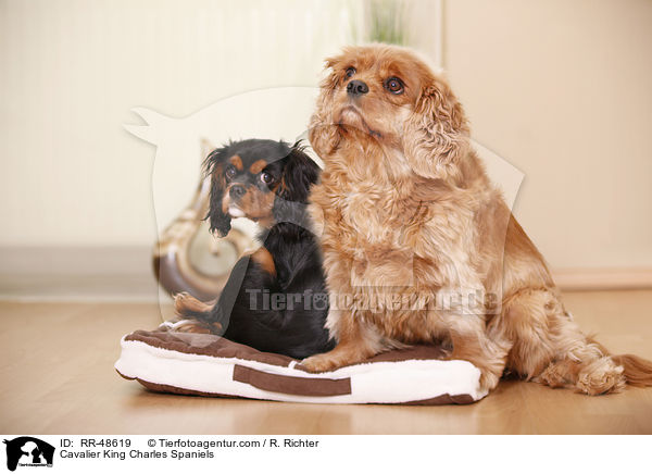 Cavalier King Charles Spaniels / RR-48619
