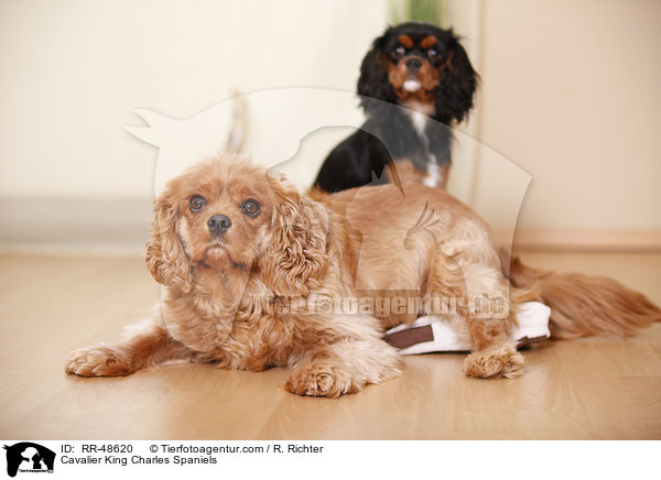 Cavalier King Charles Spaniels / RR-48620