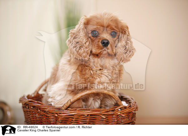 Cavalier King Charles Spaniel / RR-48624
