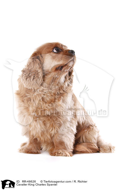 Cavalier King Charles Spaniel / RR-48626