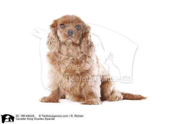 Cavalier King Charles Spaniel / RR-48628
