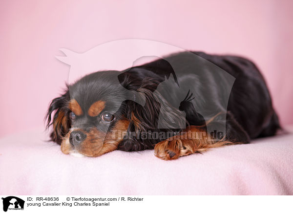 young Cavalier King Charles Spaniel / RR-48636