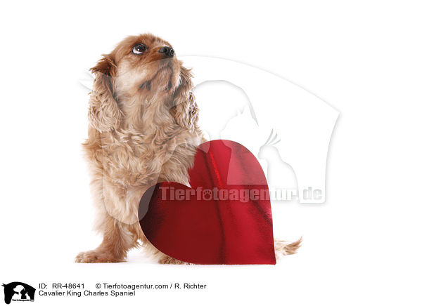 Cavalier King Charles Spaniel / Cavalier King Charles Spaniel / RR-48641