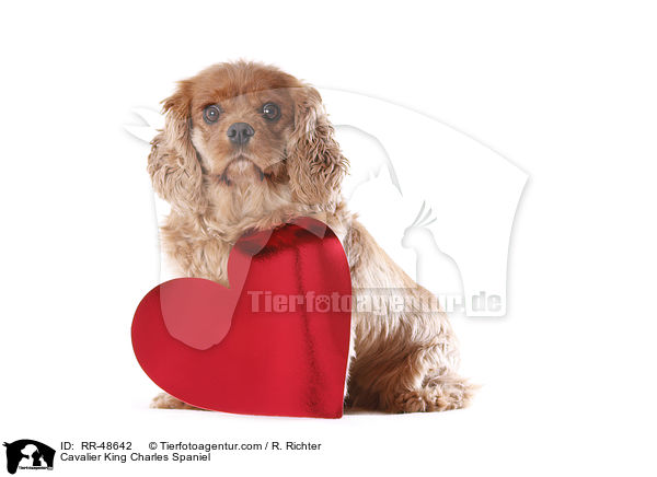 Cavalier King Charles Spaniel / Cavalier King Charles Spaniel / RR-48642