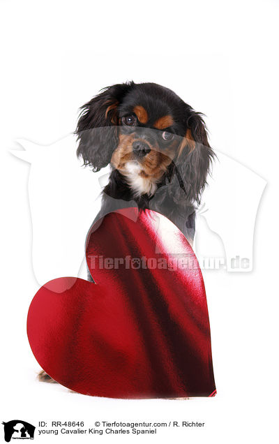 young Cavalier King Charles Spaniel / RR-48646