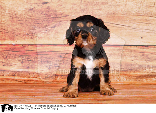 Cavalier King Charles Spaniel Puppy / JH-17892