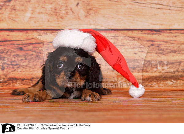 Cavalier King Charles Spaniel Puppy / JH-17893