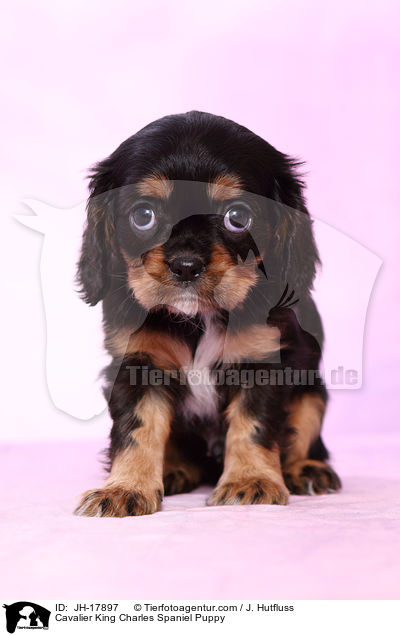 Cavalier King Charles Spaniel Puppy / JH-17897