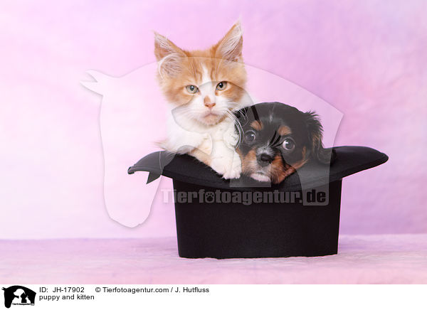puppy and kitten / JH-17902