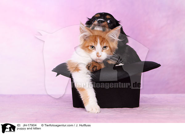 puppy and kitten / JH-17904