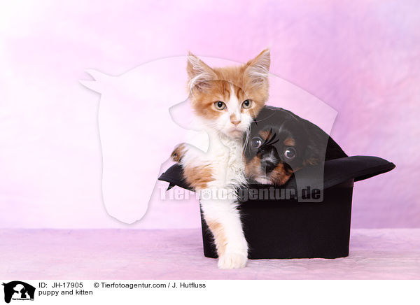 puppy and kitten / JH-17905