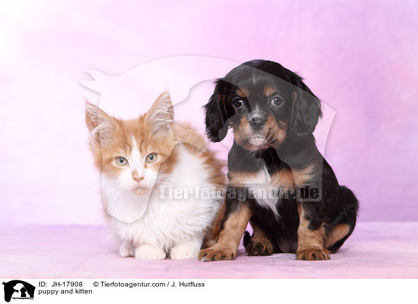 puppy and kitten / JH-17908