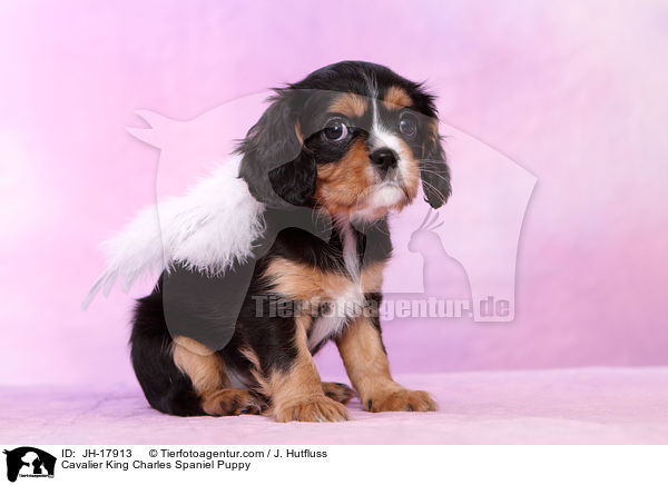 Cavalier King Charles Spaniel Puppy / JH-17913