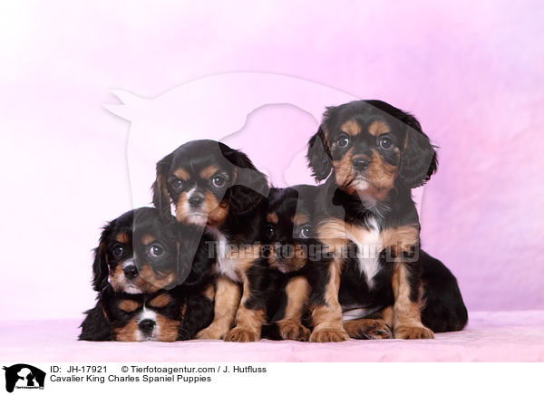 Cavalier King Charles Spaniel Puppies / JH-17921