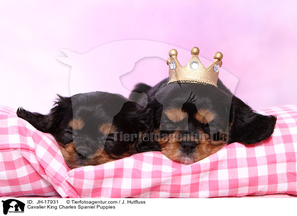 Cavalier King Charles Spaniel Puppies / JH-17931