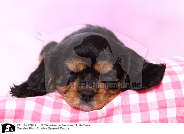 Cavalier King Charles Spaniel Puppy / JH-17932