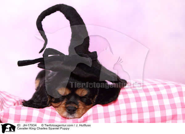 Cavalier King Charles Spaniel Puppy / JH-17934