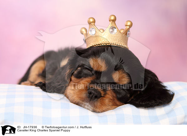 Cavalier King Charles Spaniel Puppy / JH-17936