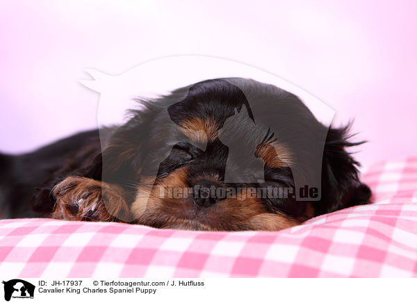 Cavalier King Charles Spaniel Puppy / JH-17937