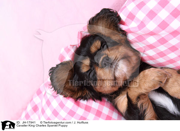 Cavalier King Charles Spaniel Puppy / JH-17941