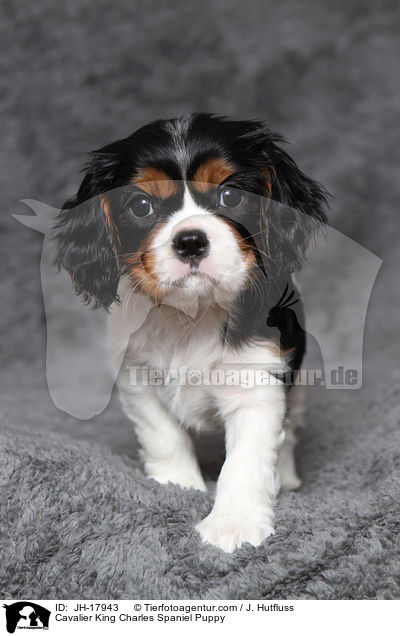 Cavalier King Charles Spaniel Puppy / JH-17943