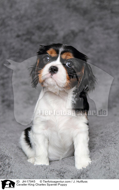 Cavalier King Charles Spaniel Puppy / JH-17945